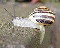 Garten-Bänderschnecke (Cepaea hortensis), gestreifte Morphe