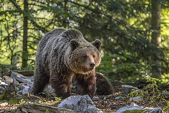 Fêmea de urso-europeu (Ursus arctos arctos) perto de Stari Kot, Loški Potok, Eslovênia. É uma das subespécies mais comuns do urso-pardo, sendo encontrado em grande parte da Eurásia. Eram usados ​​na Roma Antiga para lutar em arenas. Apesar de ter sido incluído como “Menos Preocupante” na Lista Vermelha de Espécies Ameaçadas da IUCN de 2006 (que se refere à espécie global, não ao urso-europeu especificamente), as populações locais, particularmente as da União Europeia, estão se tornando cada vez mais escassas. Como a própria IUCN acrescenta: “A preocupação mínima nem sempre significa que as espécies não estão em risco. Há espécies em declínio avaliadas como Menos Preocupantes”. (definição 4 338 × 2 892)