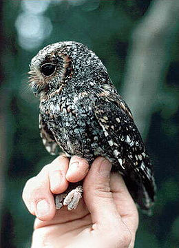 Flammulated owl.jpg