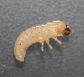 Una larva de Bolitotherus cornutus.