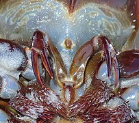 3-segmented chelicerae of an Atlantic horseshoe crab