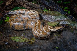 Python brongersmai, un Pythonidae