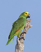 Turquoise-fronted parrot