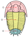 Tagmele trilobiților 1 - cefalon; 2 - torace; 3 - pigidiu