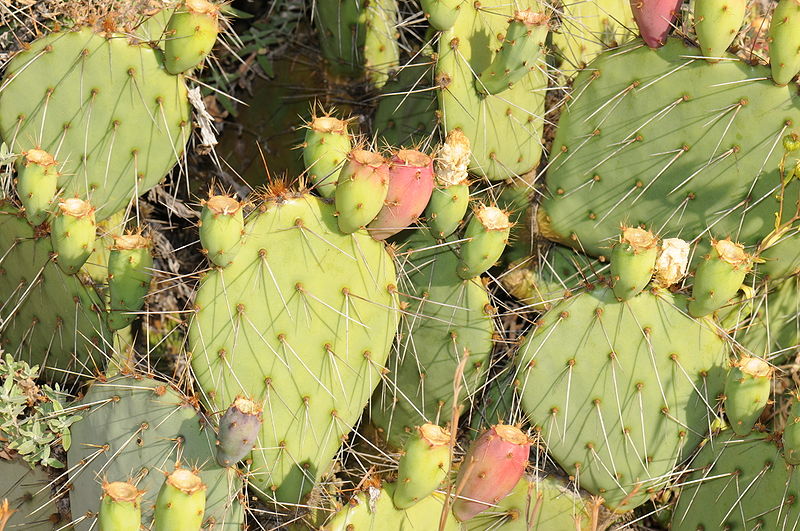 File:Opuntia phaeacantha var. discata.jpg