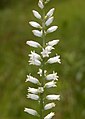 Inflorescence in Barnstable, Massachusetts