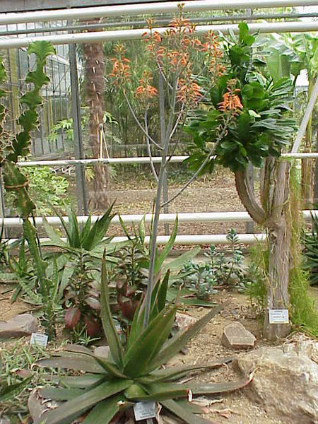 File:Aloe lateritia1.jpg