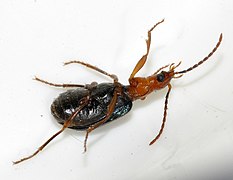 Brachinus-explodens-03-fws.jpg