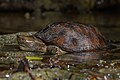 Oldham's leaf turtle