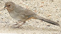 Female with insect in beak for chicks