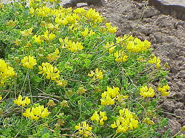 Coronilla minima