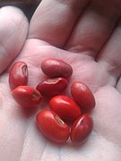 Erythrina mulungu seed.jpeg