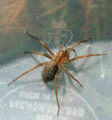 Hobo spider, Tegenaria agrestis (sometimes called aggressive house spider)