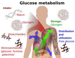 Glucose metabolism and various forms of it in the process.