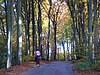 Hollowhill and Pullingshill Woods