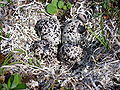 Scrape nest with four eggs; Nome, Alaska.