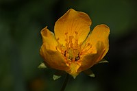 Potentilla flabellifolia