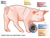 Macedonian version: Македонски: Симтоми на грипот кај свињите.