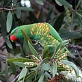 Lorikeet Dada Bonjol