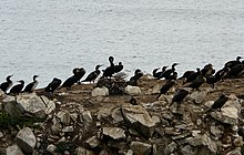 Picture of group of seabirds, a mainly cormorants, sitting on top of Marsden Rock.