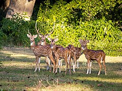 Spotted Deer Inside Bardia National Park.jpg