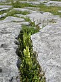 The Burren, au nord ouest du Comté de Clare, Irlande