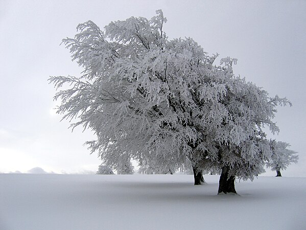 snow tree