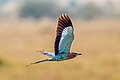 * Nomination Lilac-breasted roller in flight in the Serengeti National Park --Giles Laurent 01:03, 15 August 2024 (UTC) * Promotion  Support Good quality. --Tagooty 01:08, 15 August 2024 (UTC)