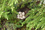 Seite 10: File:Mallard_eggs_and_nest.jpg Autor: Tuomas 'tuos' Räsänen (User:Tuos) Lizenz: GNU 1.2+, CC BY-SA 3.0