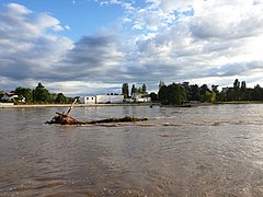 Arbre déraciné dans l'Allier en crue à Vichy.jpg