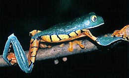 Cruziohyla calcarifer