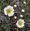 Dryas octopetala