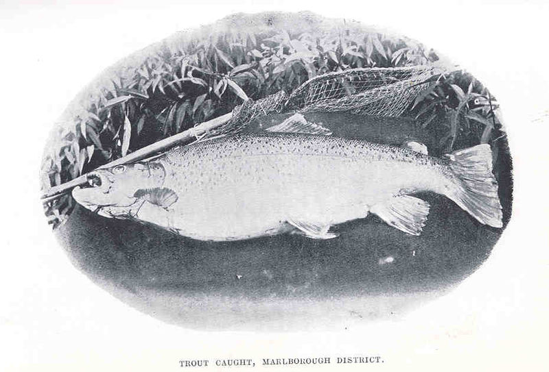 File:FMIB 34984 Trout Caught, Marlborough District.jpeg