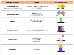 Familias de receptores de citocinas.jpg