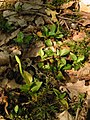 Kriechendes Netzblatt (Goodyera repens) Knospige Pflanze