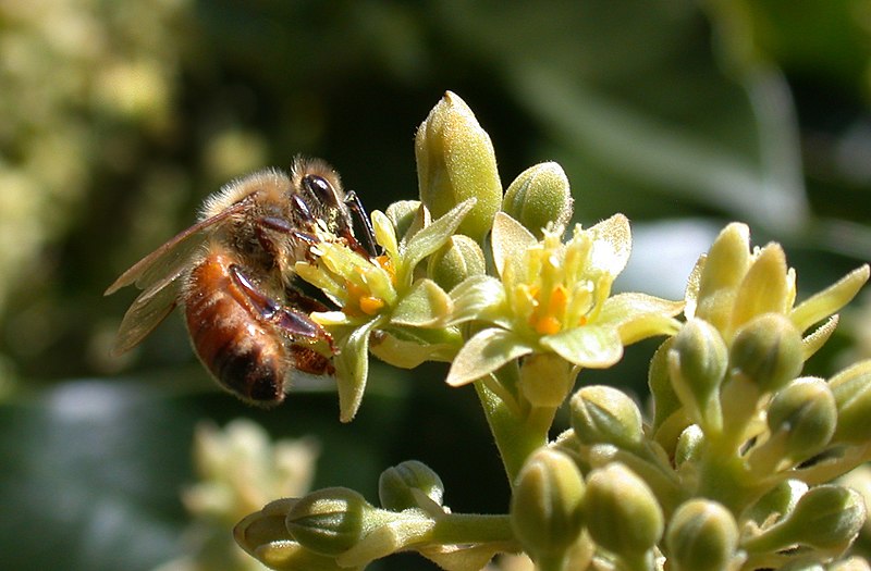 File:Honeybee (Apis mellifera) pollinating Avocado cv. Zutano (Persea americana) flower.JPG