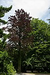 Blutbuche (Fagus sylvatica atropurpurea)