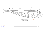 Illustration of Ischnura aurora wing