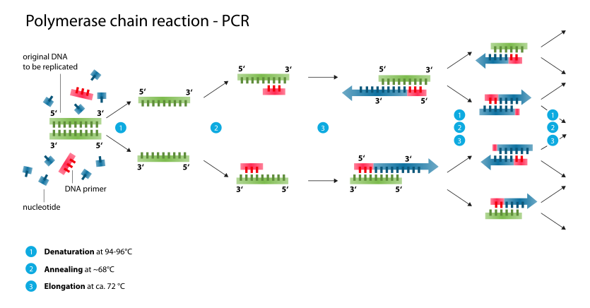 Schematic drawing of a complete PCR cycle