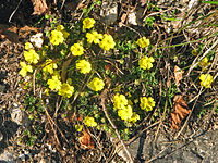 Potentilla pusilla