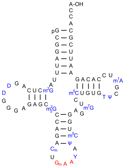 ARNt de phénylalanine chez la levure. La 2′-O-méthylcytidine est notée Cm.