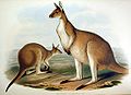 Macropus fuliginosus