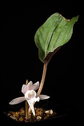 flowering plant