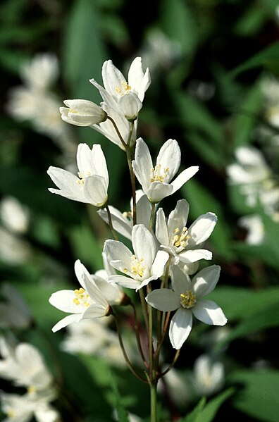 File:Deutzia gracilis.jpg