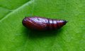 Pupa