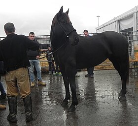 Cheval Romano della Maremma Laziale à la Fieracavalli de 2014