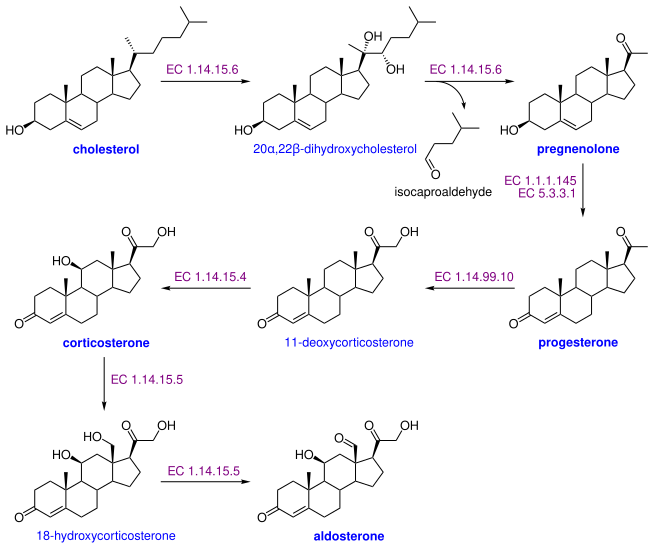ステロイド生成系