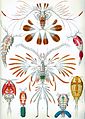 Image 19Copepods, from Ernst Haeckel's 1904 work Kunstformen der Natur (from Crustacean)