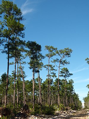 Pinus caribaea bahamensis