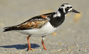 on Bald Head Island, North Carolina